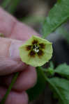 Longleaf groundcherry